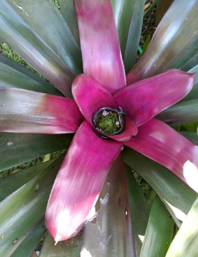 Jardin De Naipi Leilighet Puerto Iguazú Eksteriør bilde